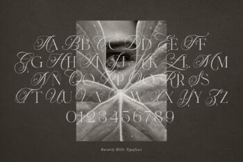 Ligature Serif Typeface